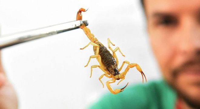 O escorpião-amarelo é considerado o mais venenoso da América Latina, diz estudo