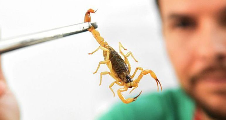 escorpião, escorpiões