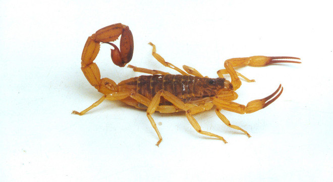 Escorpião amarelo tem veneno muito tóxico e consegue viver dentro de casa
