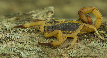 Escorpião amarelo é o mais comum e venenoso