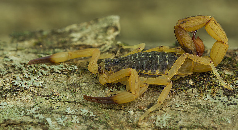 Escorpião amarelo é o mais venenoso da América do Sul