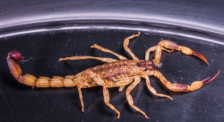 Adolescente foi picado por escorpião durante prova em Goiânia