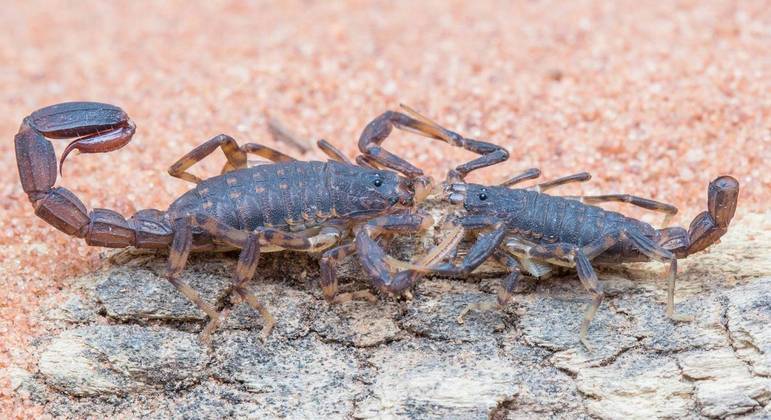 Quase 150 mil acidentes com escorpiões foram registrados no país em 2020