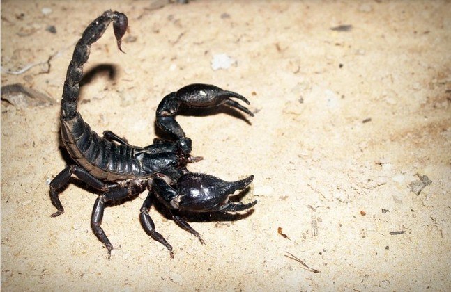 Se você ficou interessado na pesquisa, a noticiamos em 2021. O estudo mostrou como os escorpiões da espécie Ananteris balzani se livram da cauda em momentos de perigo, mas não conseguem mais defecar!