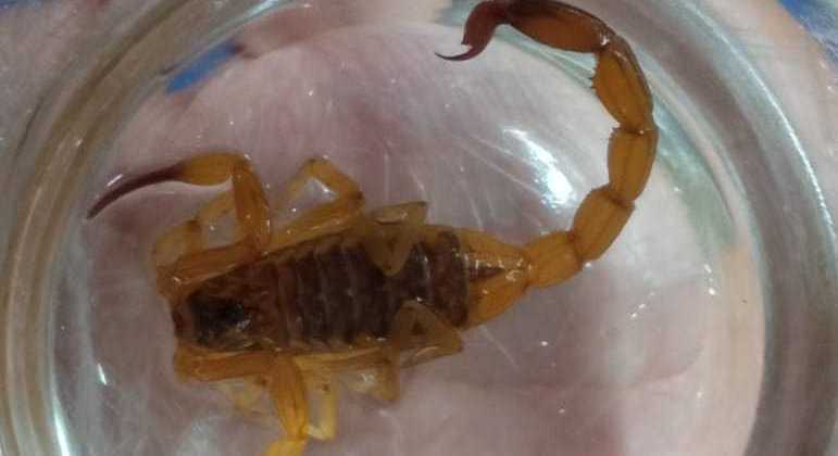 Escorpião que picou menino de dois anos no Distrito Federal