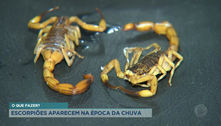 Com aumento de ataques de escorpião em SP, entenda o porquê e como evitá-los