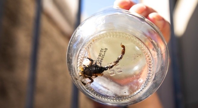 Escorpião-amarelo, considerado o mais perigoso, é o mais incidente em São Paulo