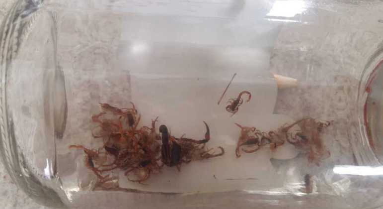 Ideal é recolher o animal encontrado nas casas e levar para a UBS para identificação