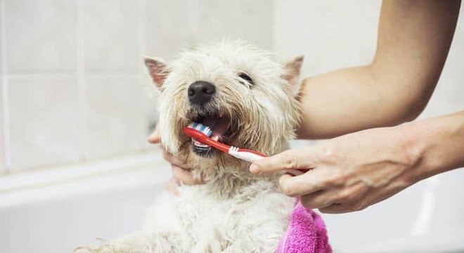 Escovar dente de cachorro - porque e como manter o hábito de higiene