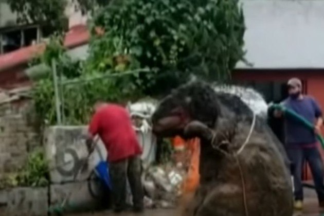 Rato gigante' é encontrado em esgoto no México - vídeo