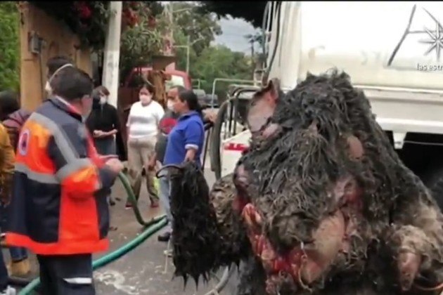Vídeo - O caso do 'rato' gigantesco e monstruoso retirado dos esgotos do  México, Mundo