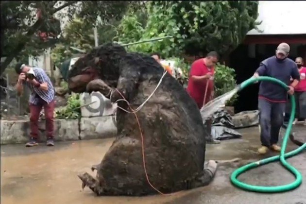 Rato do tamanho de gato assusta moradores do Norte do Paraná