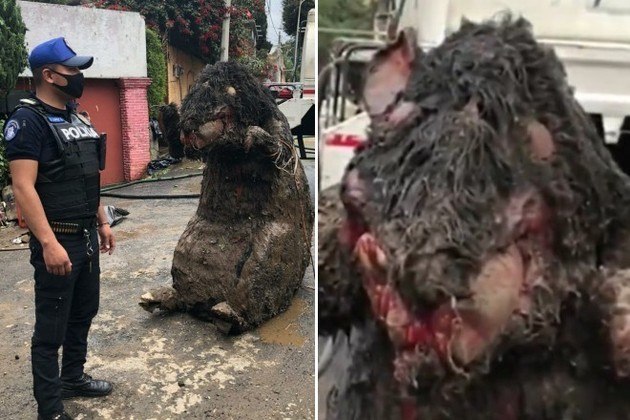 Ratazana gigante come paredes e aterroriza família - Fotos - R7 Hora 7