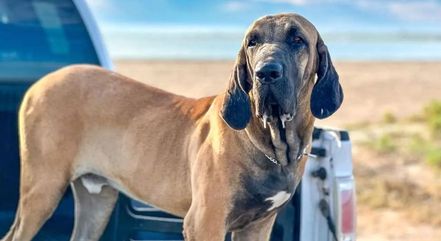 Cachorro de raça brasileira tem a mordida mais forte do mundo, diz