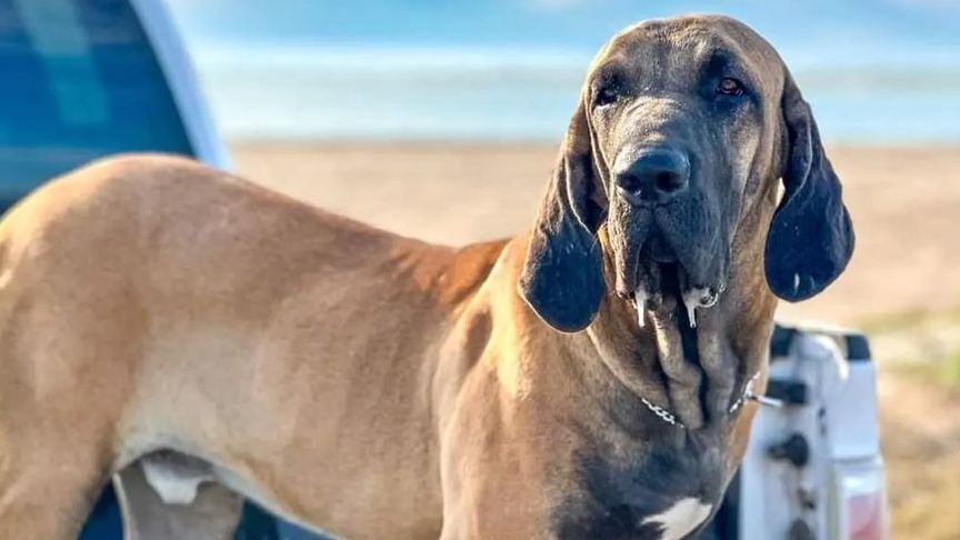 Cachorro de raça brasileira tem a mordida mais forte do mundo, diz