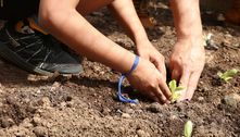 Regar as plantas na hora certa é essencial para garantir que elas sobrevivam à onda de calor