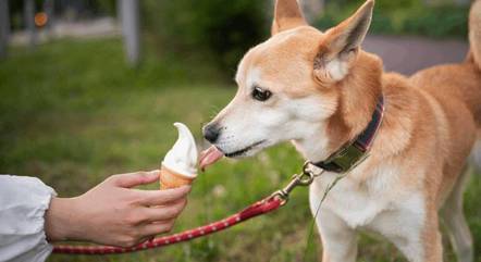 Especialistas dão receitas para que pets possam tomar sorvete