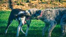 Dia Mundial da Luta contra a Raiva: doença que afeta principalmente cães é grave e não foi erradicada