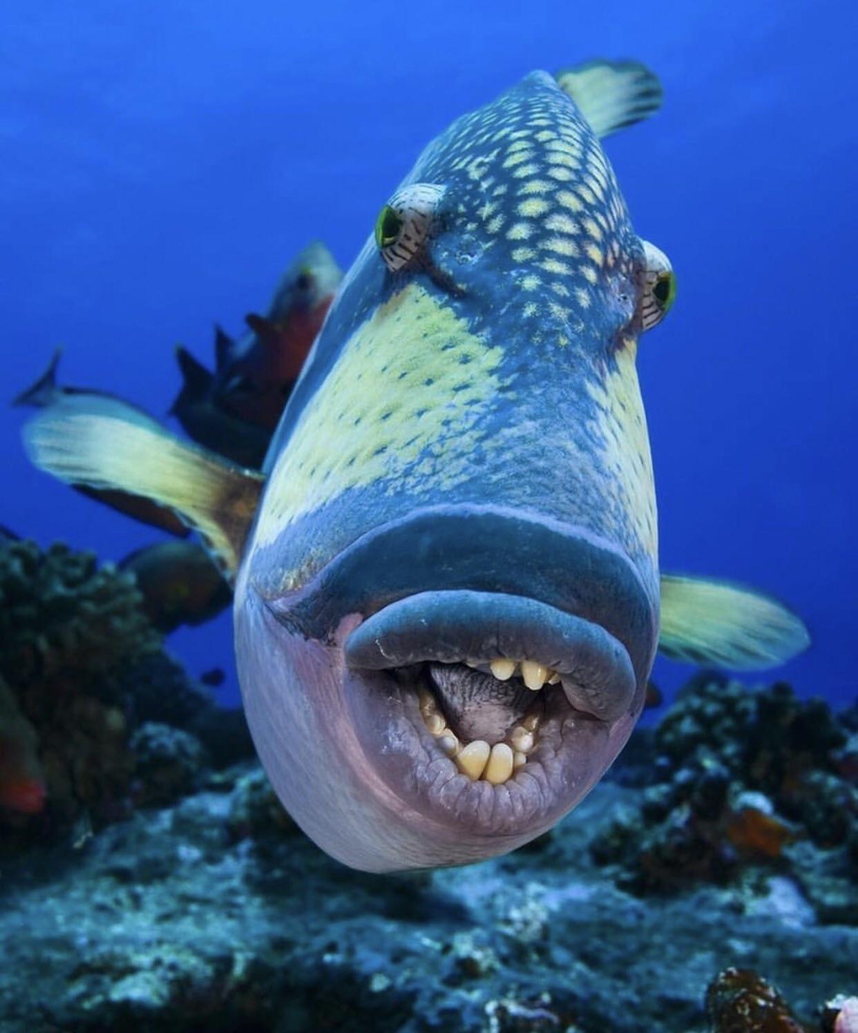Peixe Com Dentes Humanos E Identificado Apos Chocar A Web Fotos R7 Hora 7
