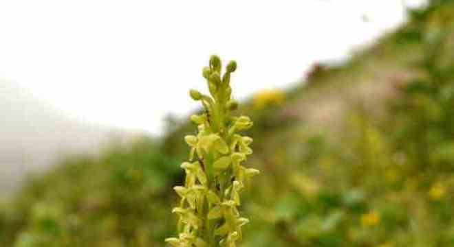 Espécie de orquídea Plantanthera Azoica