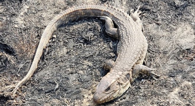 Não há espécie da fauna brasileira que esteja adaptada para conviver com incêndios, alerta oengenheiro florestal e especialista em restauração ambiental, Júlio Sampaio