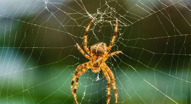 Espécies de aranha, quais são? Hábitos e principais características