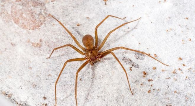 Espécies de aranha, quais são? Hábitos e principais características