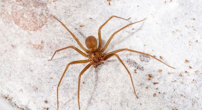 Espécies de aranha, quais são? Hábitos e principais características