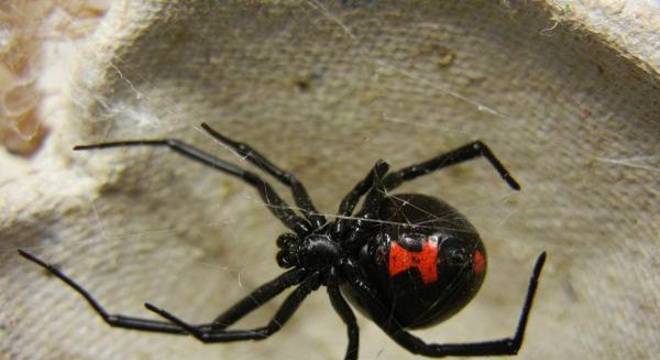 Espécies de aranha, quais são? Hábitos e principais características