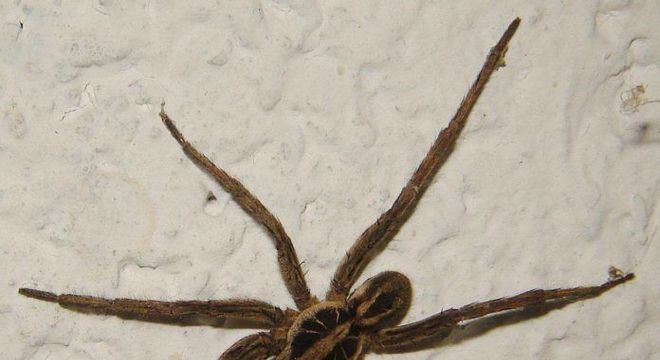 Espécies de aranha, quais são? Hábitos e principais características