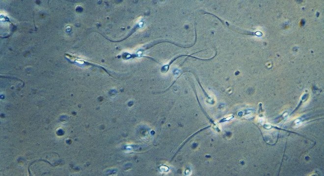 Segundo cientista brasileiro, que participou do estudo, gameta masculino nada em espiral, num movimento similar ao do saca-rolhas, e não de um lado para o outro