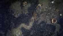 Cientistas em choque descobrem que esponjas do mar andam muito
