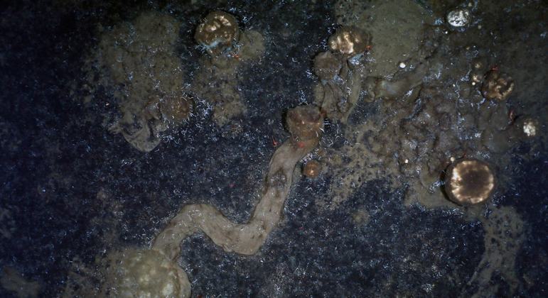 Esses estranhos animais andam bastante e vão até morar longe dos pais