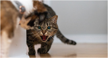 Esporotricose é uma doença transmitida por gatos a humanos