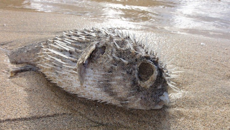 Mas comer o animal exige habilidade para retirar o veneno concentrado em uma glândula que pode secretar a substância ao receber certo contato. Dentro de um baiacu há veneno para matar 30 humanos adultos, e não existe um antídoto conhecido para neutralizar a substânciaLEIA MAIS: SantaCon: milhares de papais noéis bizarros ocupam as ruas de NY