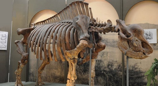  Esqueleto do mamífero no Museu de Stavropol 