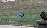 No entanto, enquanto alguns brincavam com a possibilidade da existência de esquilos azuis, outros suspeitavam de crueldade contra o animal