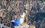 Um esquilo foi flagrado caindo de bêbado após comer algumas peras fermentadas em uma fazenda nos EUA