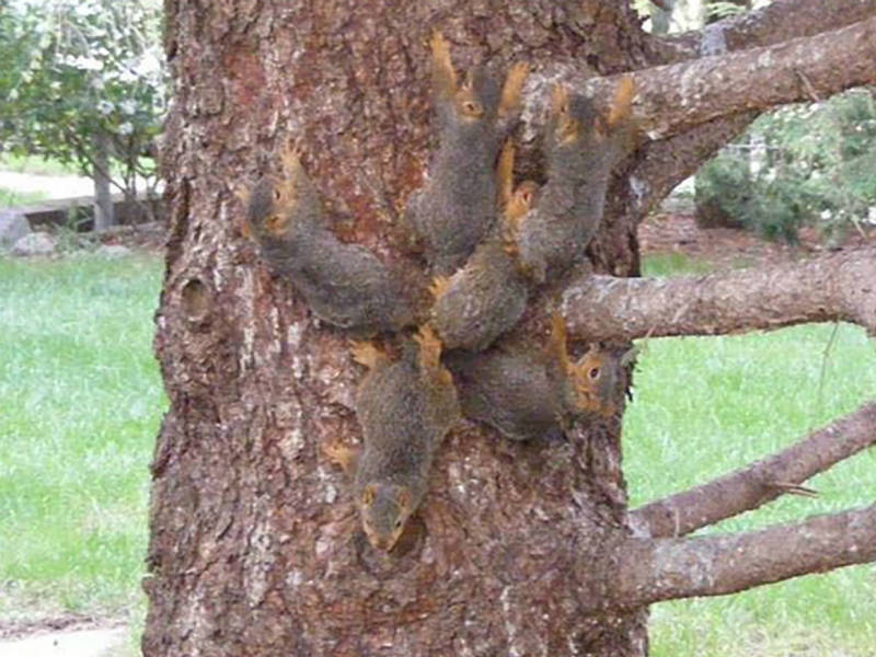 Rei dos ratos fenômeno raro deixa 13 roedores unidos pelas caudas Notícias R7 Hora 7