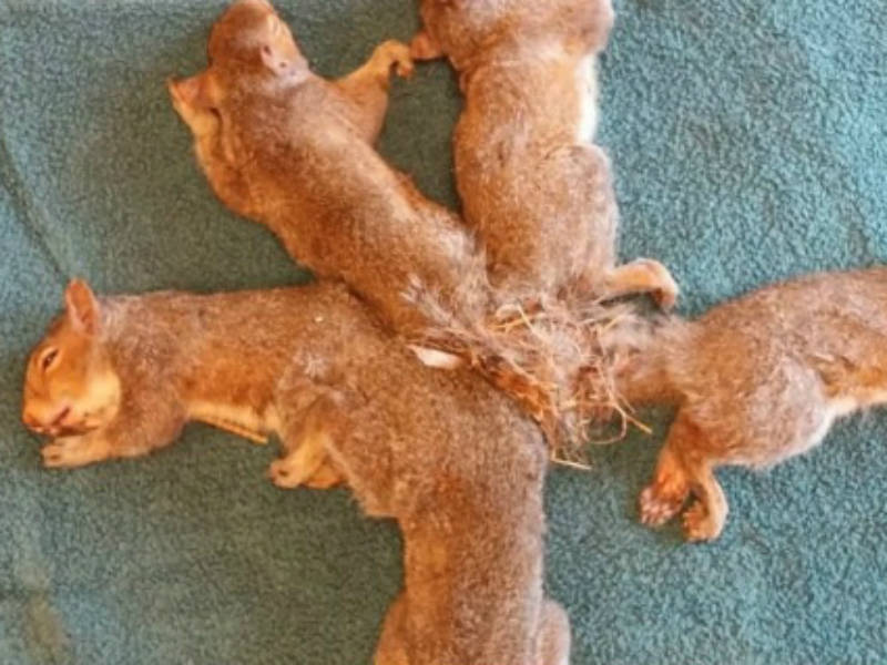 Rei dos ratos fenômeno raro deixa 13 roedores unidos pelas caudas Notícias R7 Hora 7