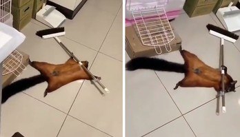 Esquilo se finge de morto e cria 'cena de crime' após derrubar vassoura (Reprodução/Twitter/Vídeo/@BirrelleBee)