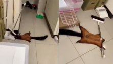 Esquilo forja a própria morte com vassoura e vídeo viraliza