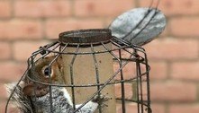 Esquilo guloso acaba preso em alimentador à prova de esquilos