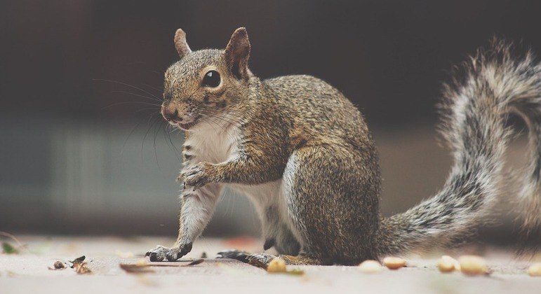 Eles são uma praga e parecem saber disso muito bem
