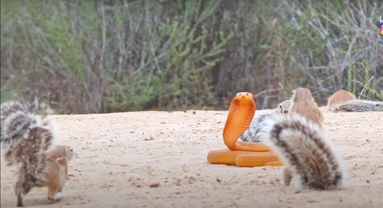 Cobra foi cercada por esquilos e ainda confrontada por mangusto