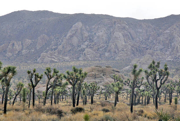 Essa área desértica faz parte do Parque Nacional de Joshua Tree, no Condado de San Bernardino.  