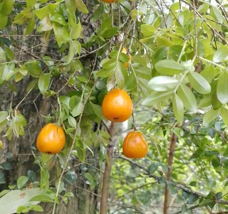 Essa árvore dá frutos comestíveis, alaranjados, que têm sabor semelhante ao da goiaba. 