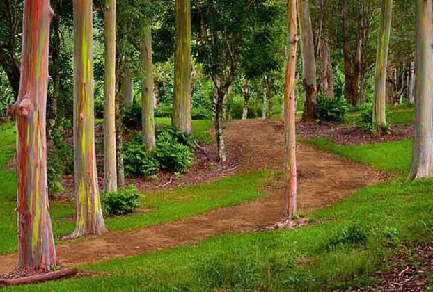 Essa árvore se destaca em Portugal, onde representa 25% de toda a área florestal. Em Kauai, no Havaí, contribui não apenas para o aspecto aromático da ilha, mas também pela  versatilidade no uso industrial. No Brasil,espalha-se pelo Sudeste, Sul e Centro-Oeste. 
