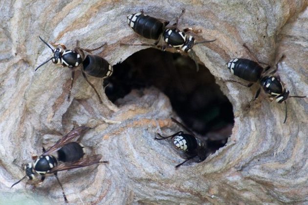 Essa espécie é predominantemente encontrada nos Estados Unidos e no sul do Canadá. As vespas são altamente defensivas em relação ao seu ninho e costumam picar repetidamente os invasores.