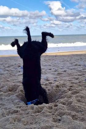 Essa foto que mostra um cachorro de cabeça para baixo cavando na areia da praia recebeu o nome de “quando cavar fica sério”. Como ele conseguiu ficar assim?